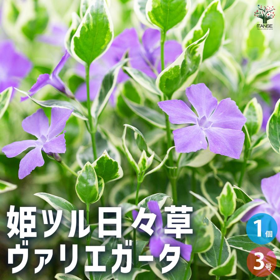 ツルニチニチソウ＆ヒメツルニチニチソウ 6種類セット コンパクト