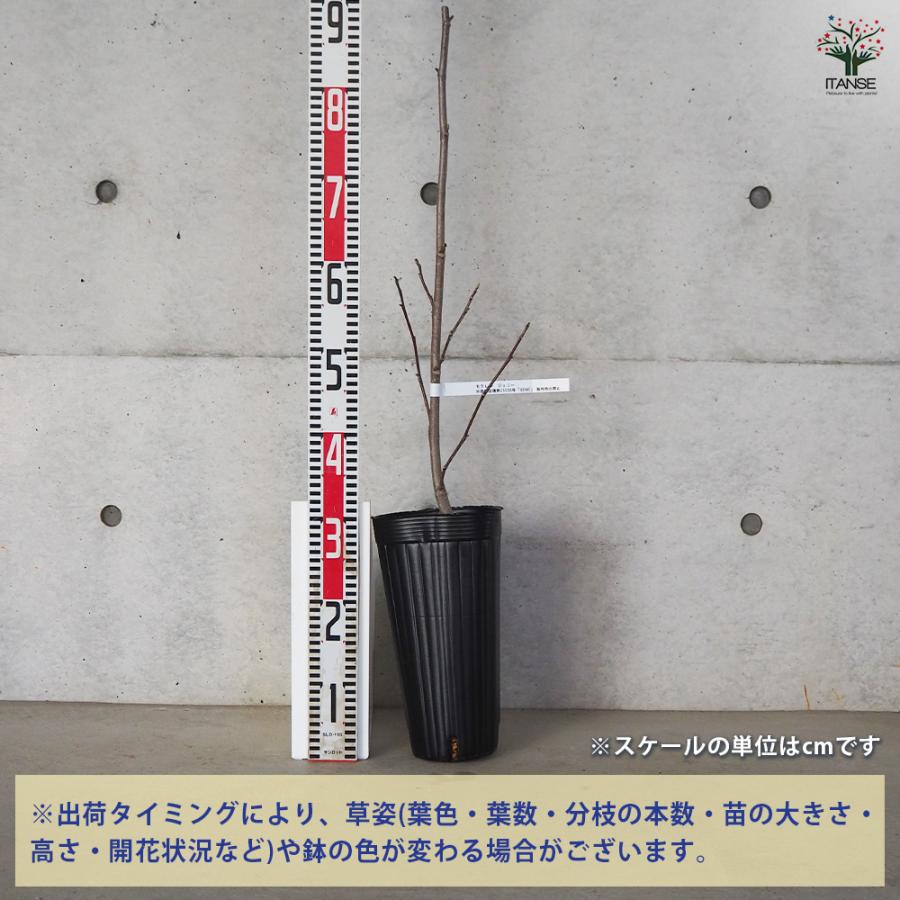 ITANSE ハイブリッドモクレン ジェニー 花木苗 4号ロングポット 接木苗