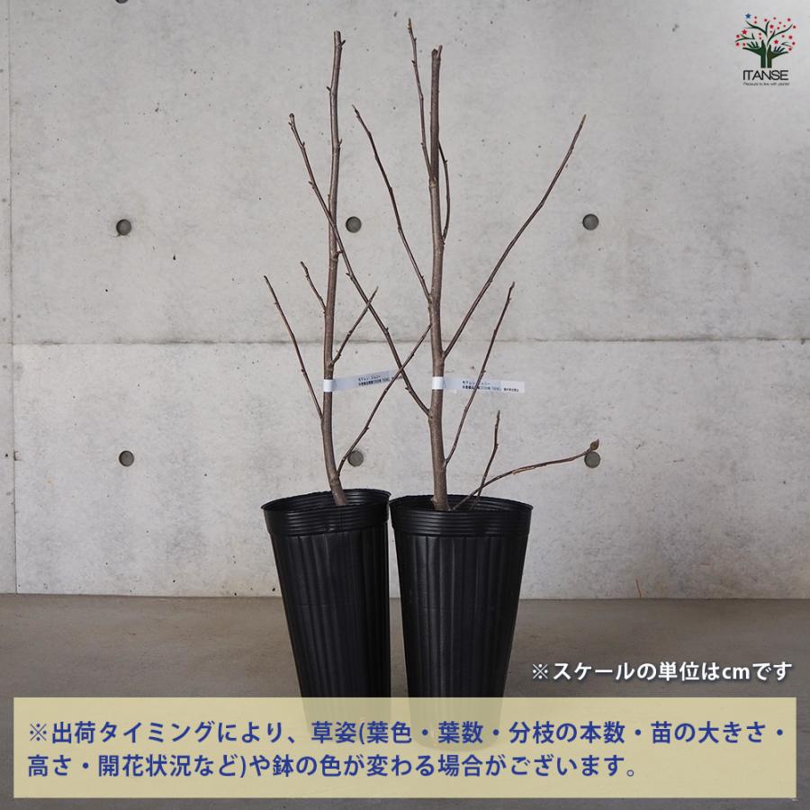 ITANSE ハイブリッドモクレン ジェニー 花木苗 4号ロングポット 接木苗