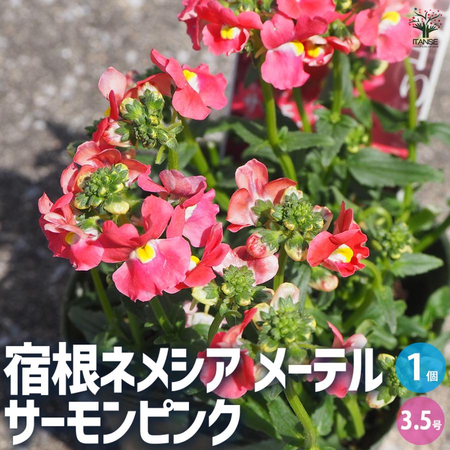 【花苗 サーモンピンク メーテル 宿根ネメシア 3.5号ポット】 3.5寸 楽天市場】宿根ネメシアメーテル「サーモンピンク」バニラの香り 花