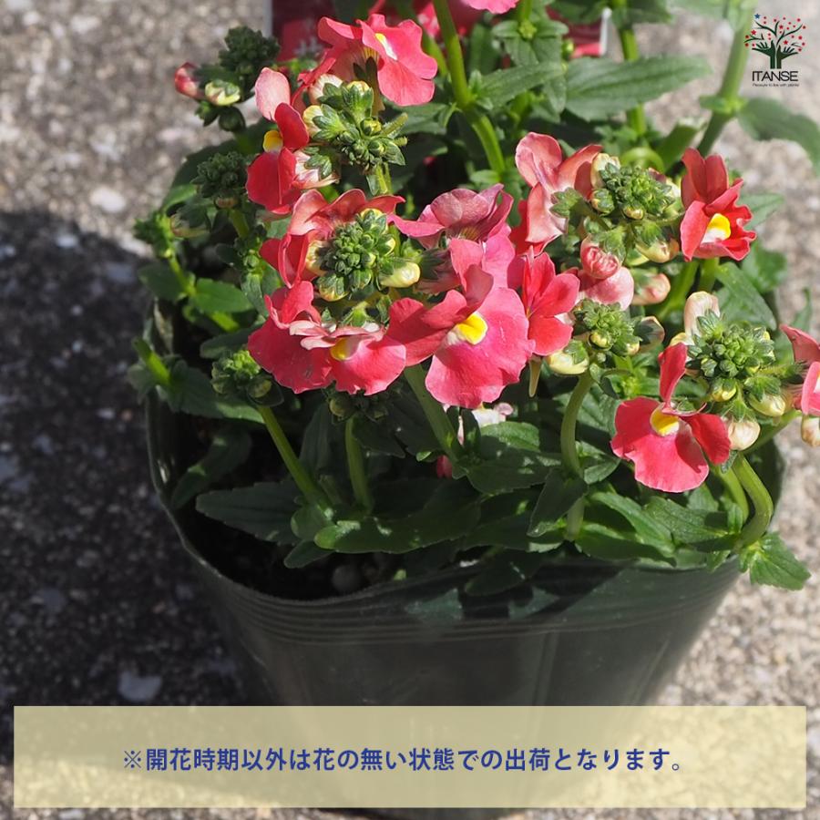 ITANSE 宿根ネメシア メーテル サーモンピンク 花苗 3.5号ポット/1個