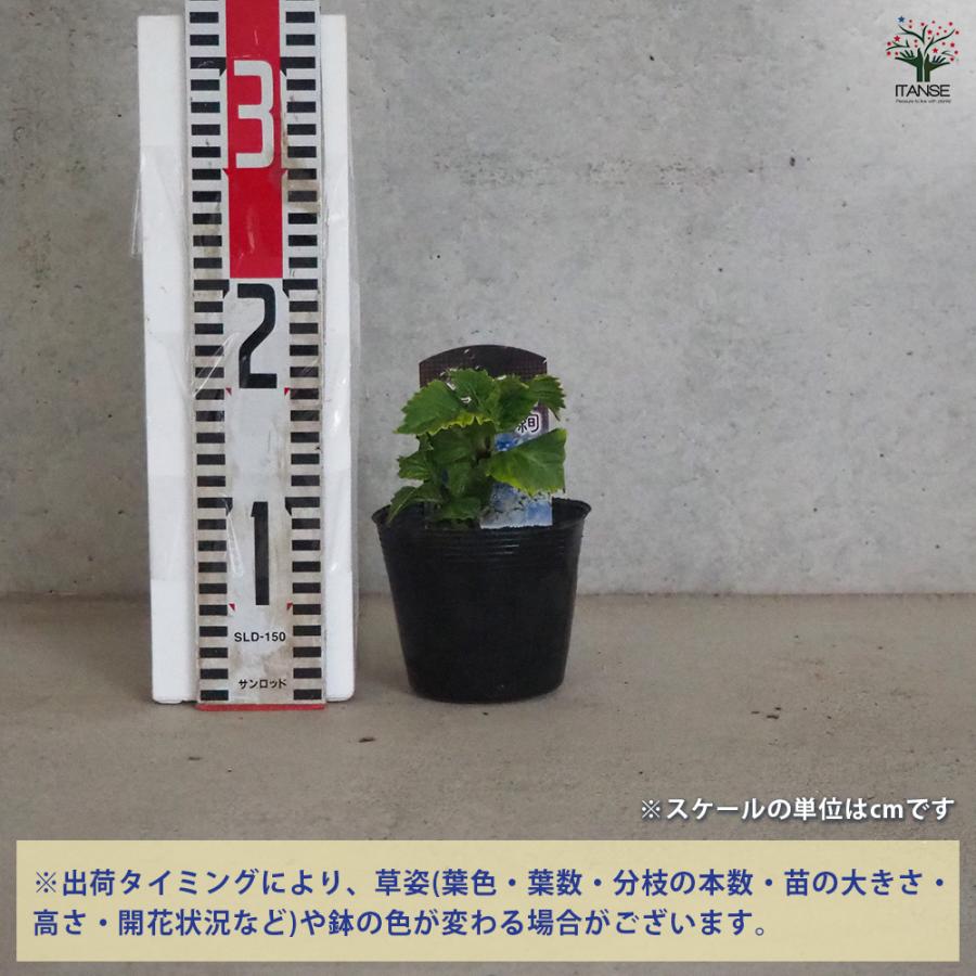 アジサイ スターリットスカイ 絢 花木苗 3.5号ポット/1個売り あじさい