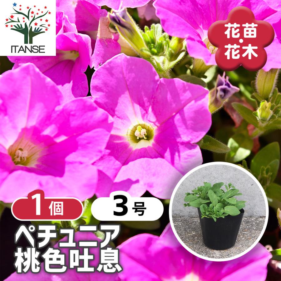 ITANSE ペチュニア 桃色吐息 花苗 3号ポット/1個売り 衝羽根朝顔 ツクバネアサガオ Petunia hybrida : 野菜苗・植物 ...