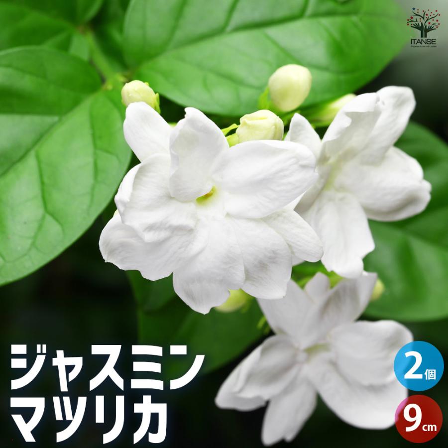 ITANSE ジャスミン マツリカ 花木苗 9cmポット/お買い得2個セット 花苗