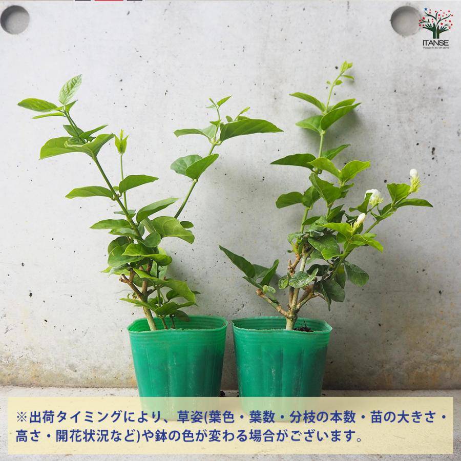 ITANSE ジャスミン マツリカ 花木苗 9cmポット/お買い得2個セット 花苗