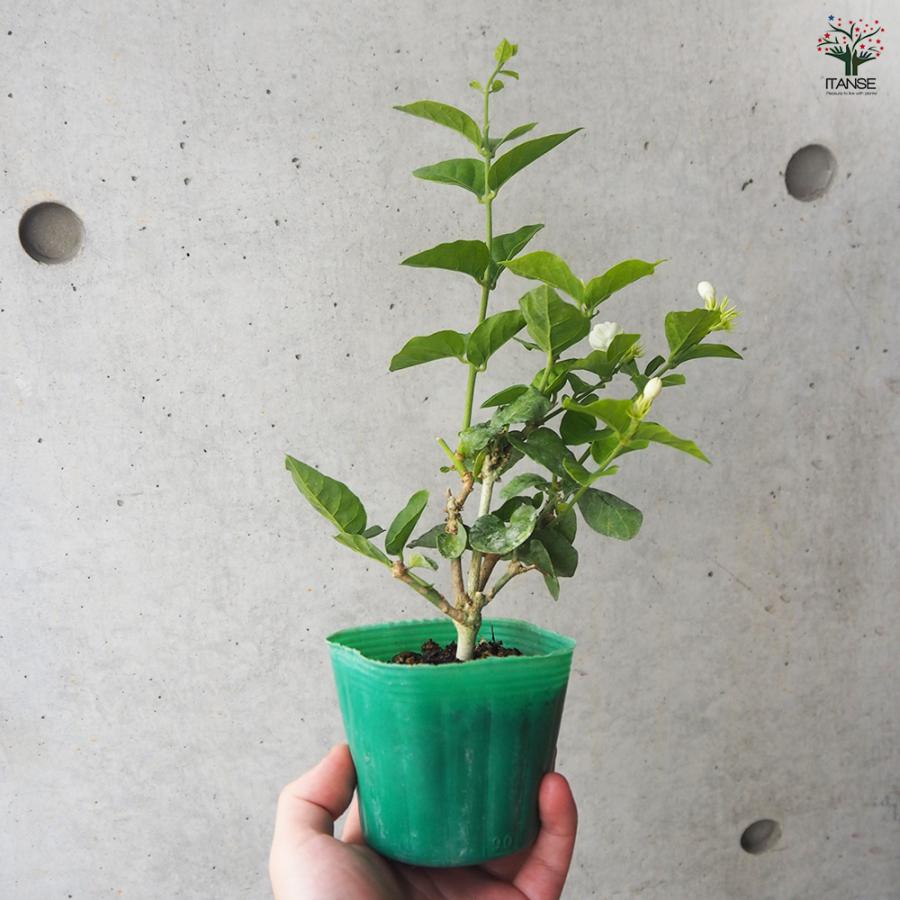 ITANSE ジャスミン マツリカ 花木苗 9cmポット/お買い得2個セット 花苗