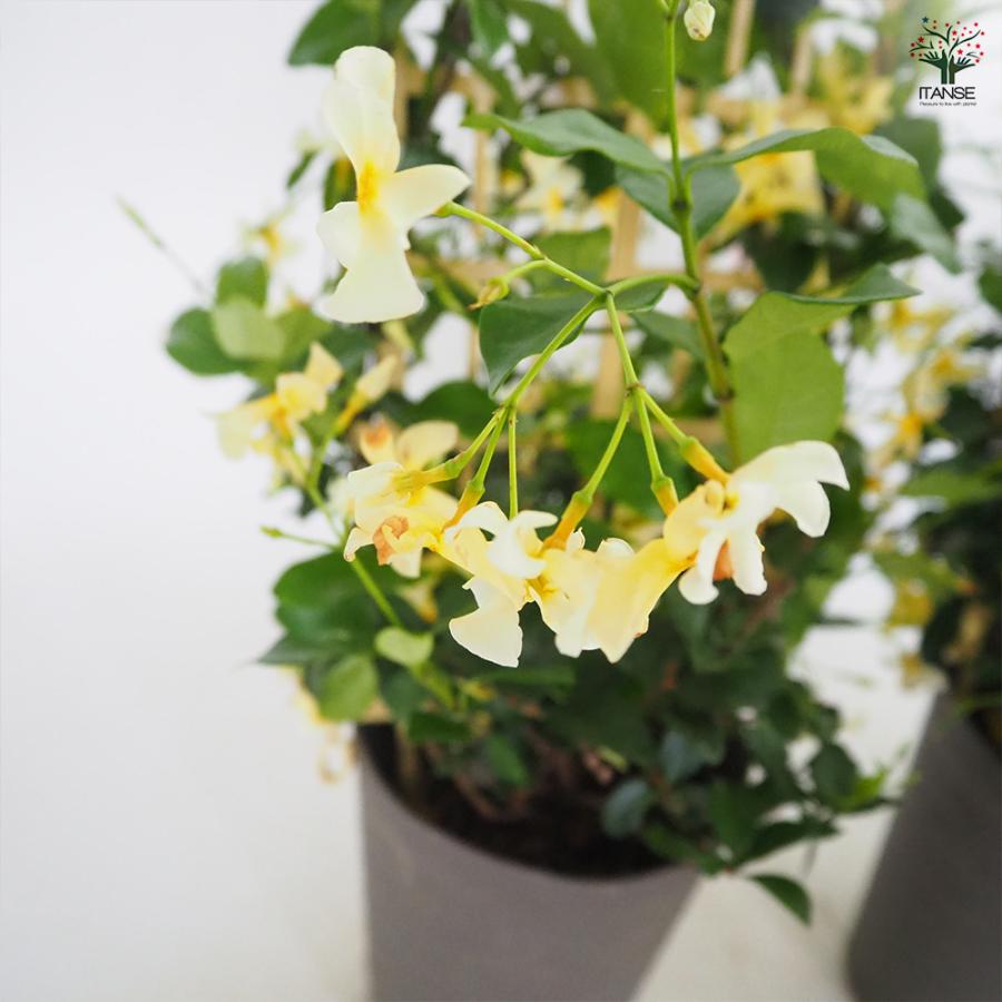 ITANSE ジャスミン スターフレグランス 花木苗 5号鉢/1個売り 花苗 花