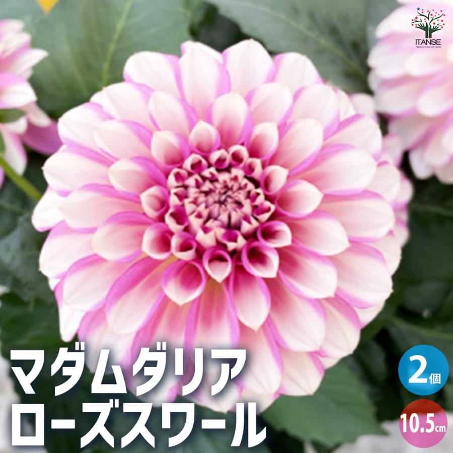 ITANSE マダムダリア ローズスワール 花苗 10.5cmポット/お買い得2個