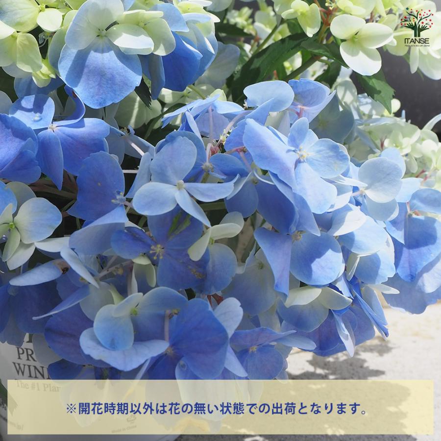 輸入アジサイ 苗 スイートエスペランス クラッシック 輸入アジサイ 苗 スイートエスペランス クラッシック - メルカリ