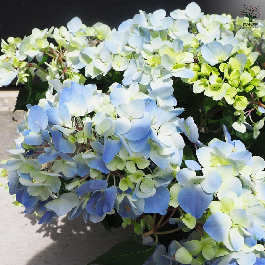ITANSE ラグランジア クリスタルヴェール2 花木苗 5号鉢/1個売り 花木