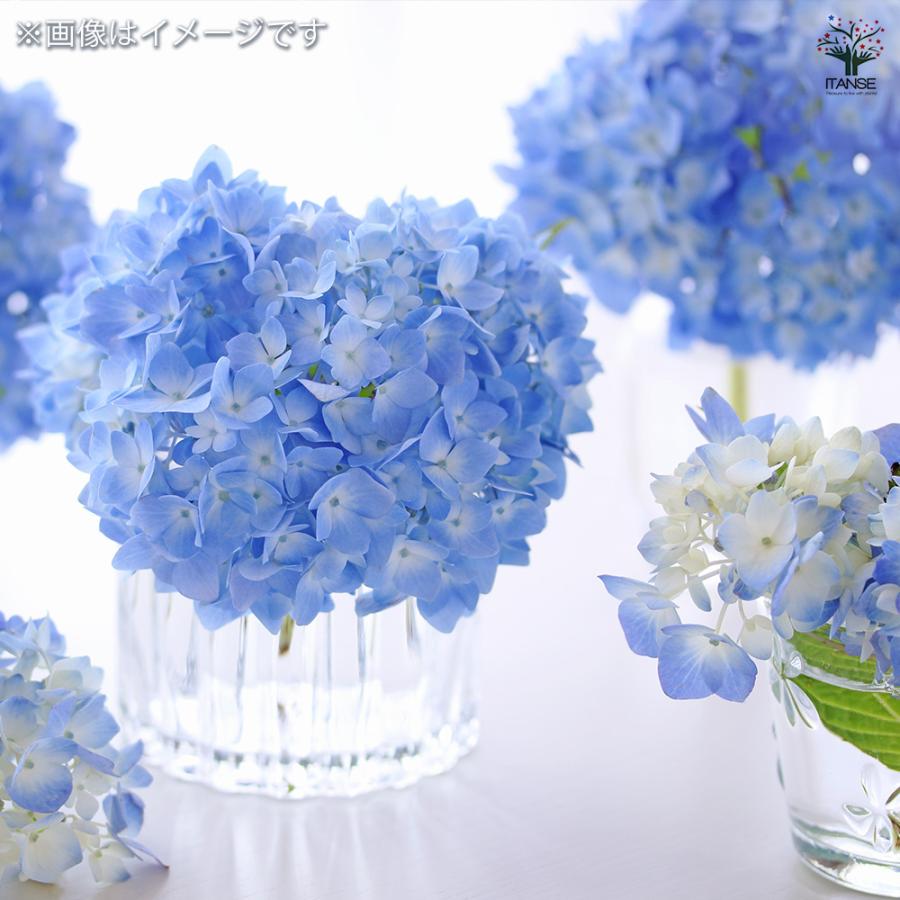 ITANSE ラグランジア クリスタルヴェール2 花木苗 5号鉢/1個売り 花木