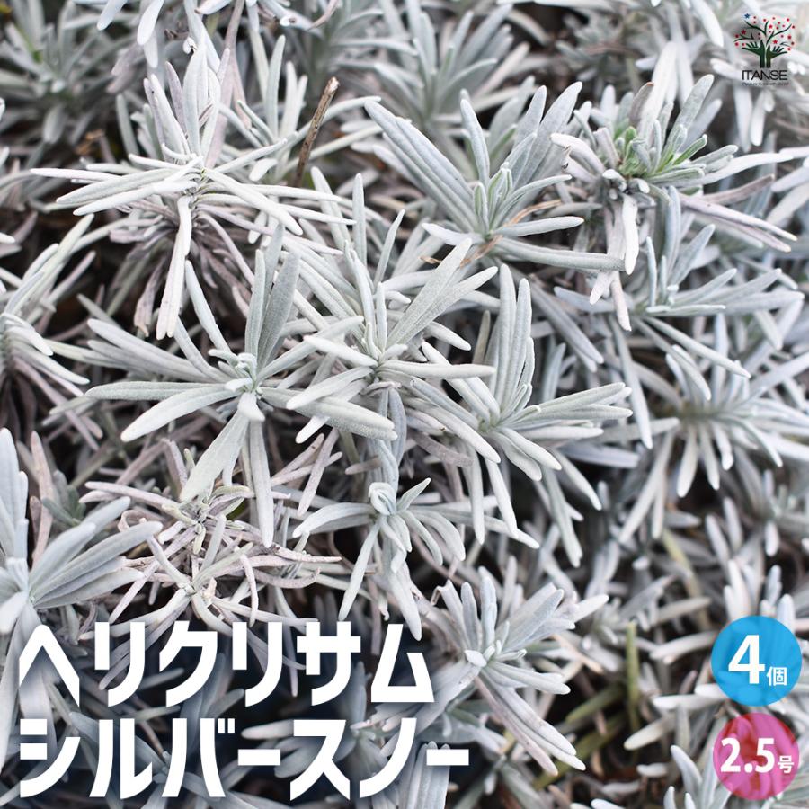 ITANSE ヘリクリサム シルバースノー 花苗 2.5号ポット/お買い得4個