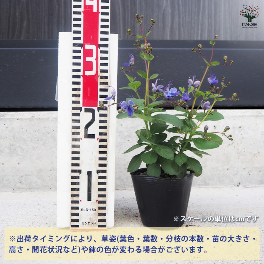 ITANSE クレロデンドルム ブルーウィング 花木苗 3.5号ポット/お買い得
