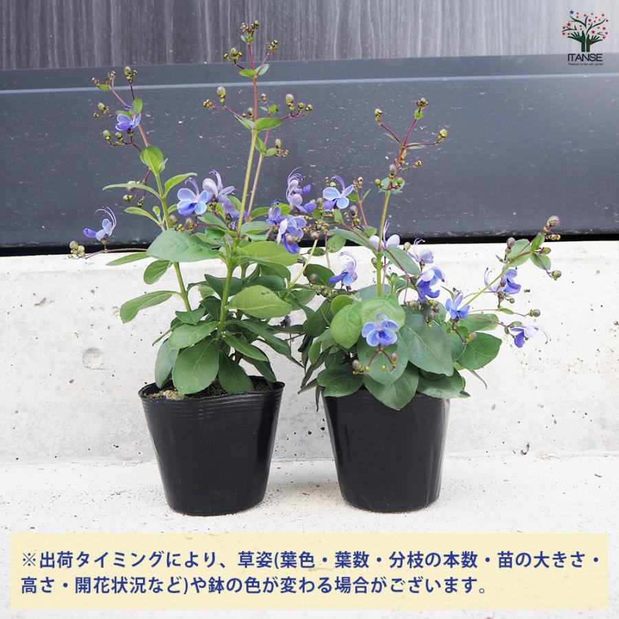 ITANSE クレロデンドルム ブルーウィング 花木苗 3.5号ポット/お買い得