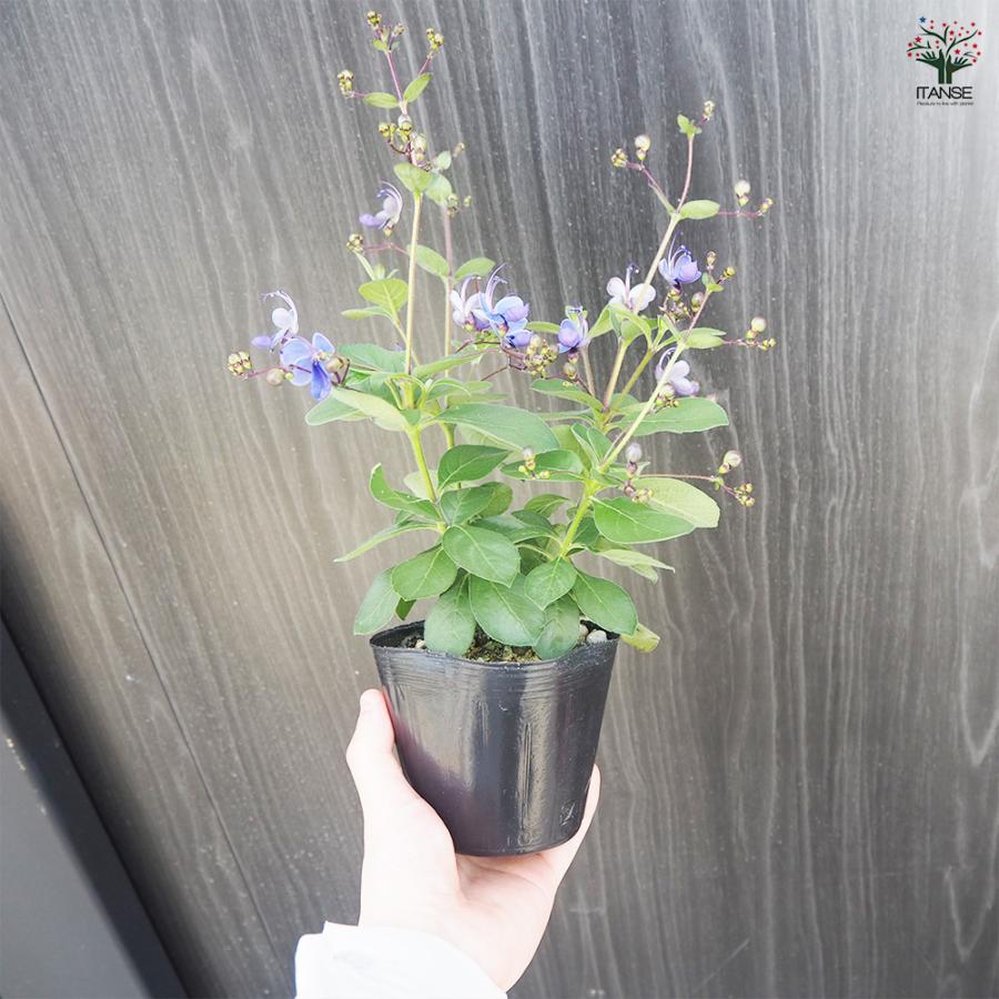 ITANSE クレロデンドルム ブルーウィング 花木苗 3.5号ポット/お買い得