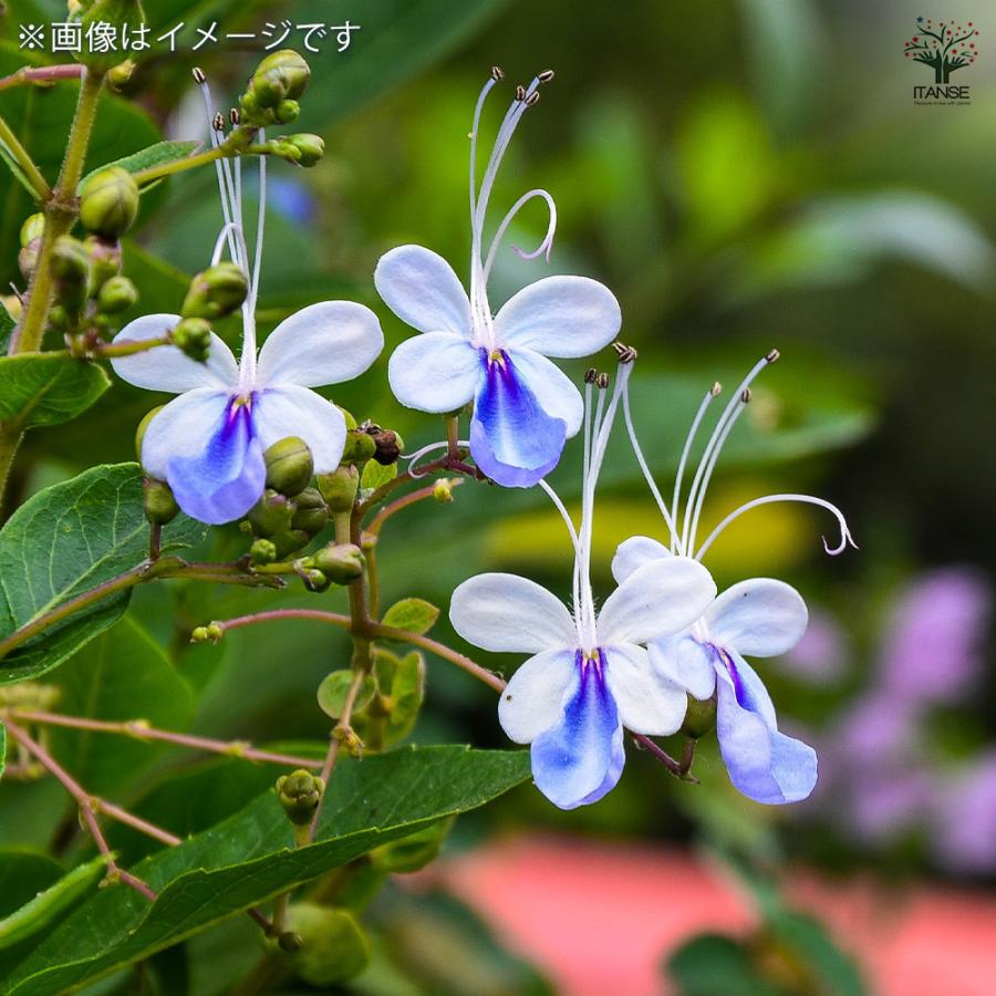 ITANSE クレロデンドルム ブルーウィング 花木苗 3.5号ポット/お買い得
