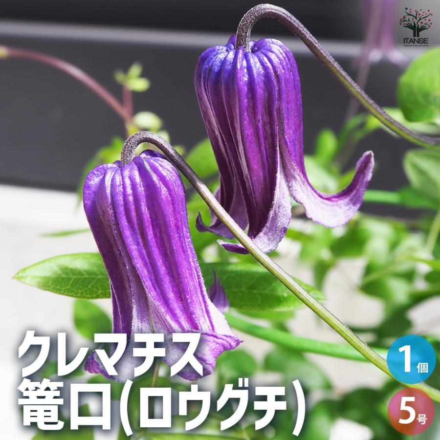 ITANSE クレマチス 篭口(ロウグチ 花苗 5号鉢/1個売り 花の苗 花木の苗