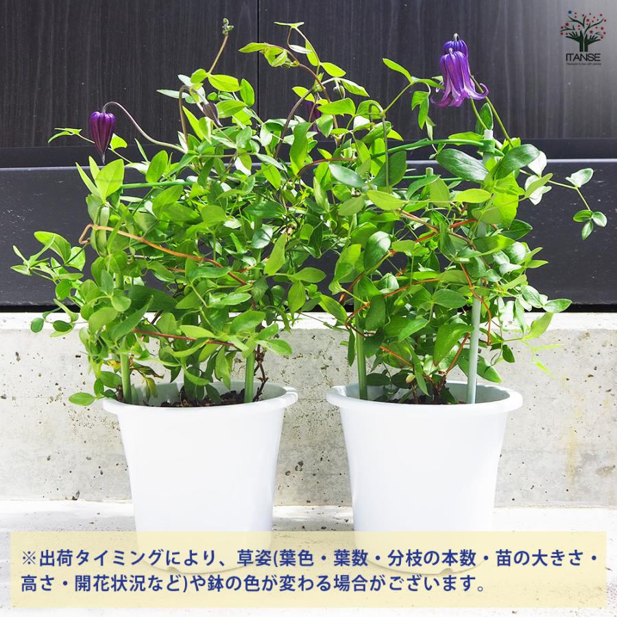 ITANSE クレマチス 篭口(ロウグチ 花苗 5号鉢/1個売り 花の苗 花木の苗