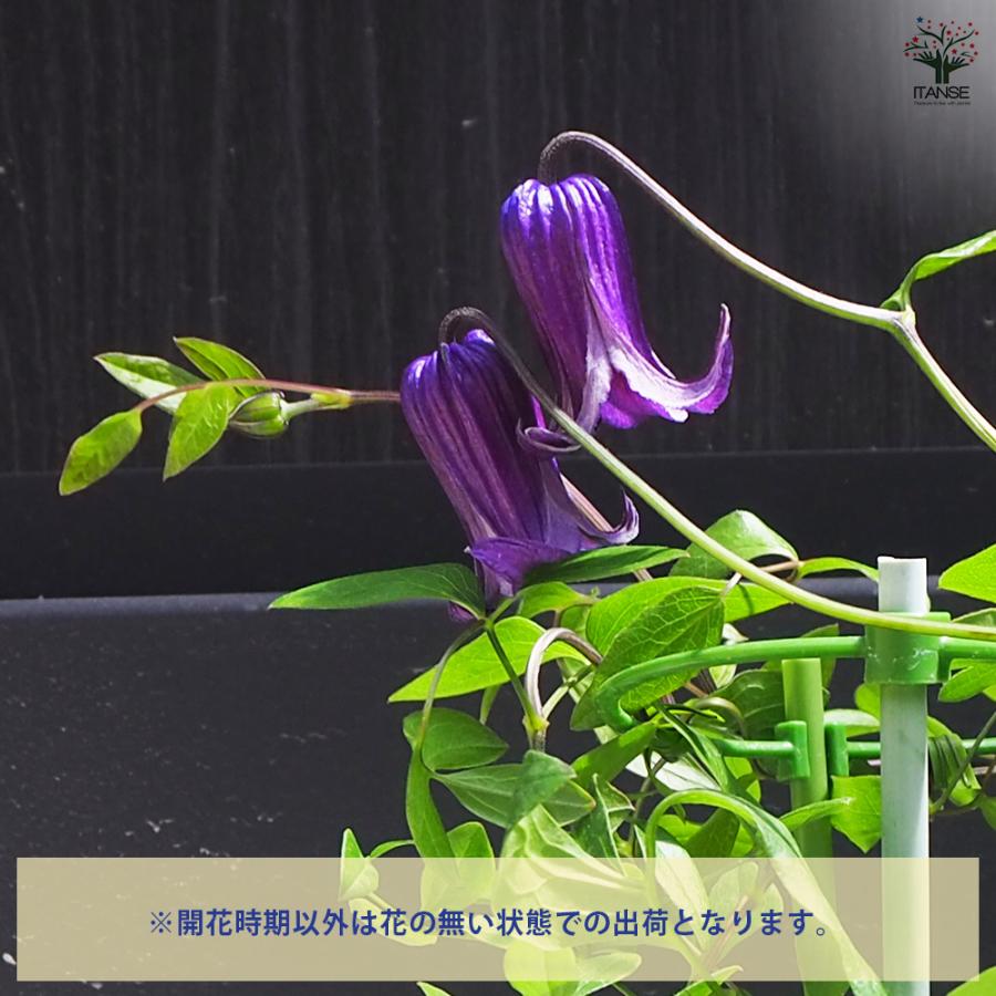 ITANSE クレマチス 篭口(ロウグチ 花苗 5号鉢/1個売り 花の苗 花木の苗