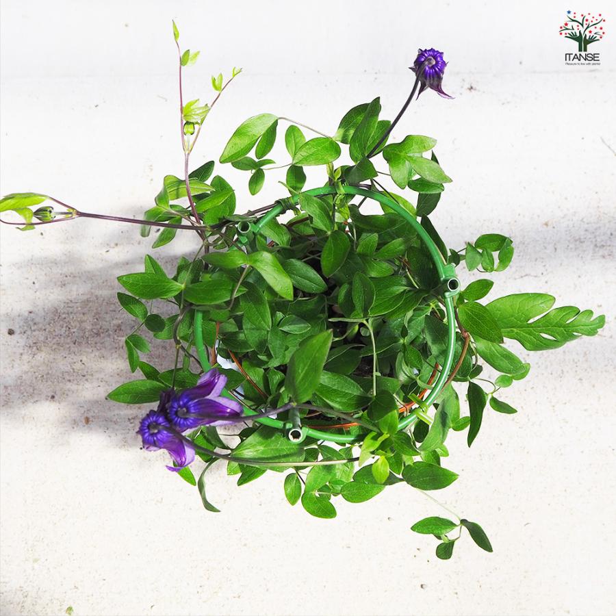 ITANSE クレマチス 篭口(ロウグチ 花苗 5号鉢/1個売り 花の苗 花木の苗