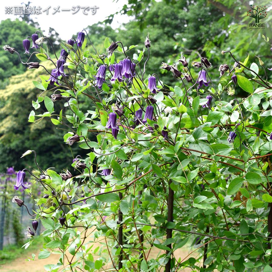 ITANSE クレマチス 篭口(ロウグチ 花苗 5号鉢/1個売り 花の苗 花木の苗