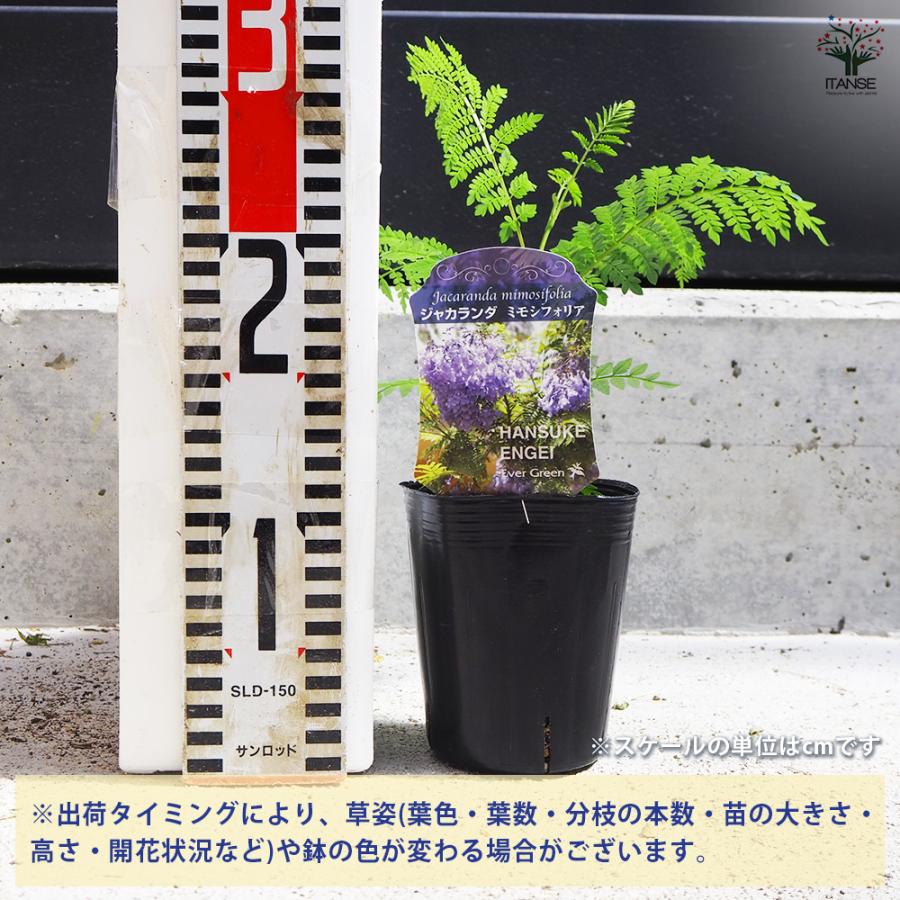 ITANSE ジャカランダ(ジャカランタ) ミモシフォリア 花木苗 3号ポット