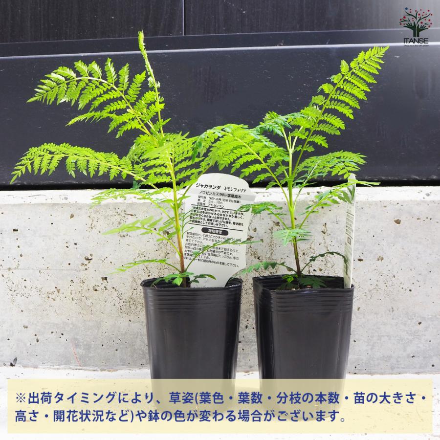 ITANSE ジャカランダ(ジャカランタ) ミモシフォリア 花木苗 3号ポット