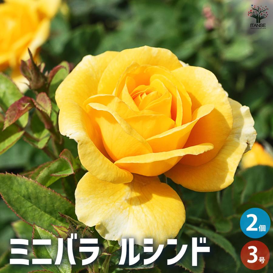 ITANSE ミニ薔薇 ルシンド 花苗 3号ポット/お買い得2個セット バラ苗