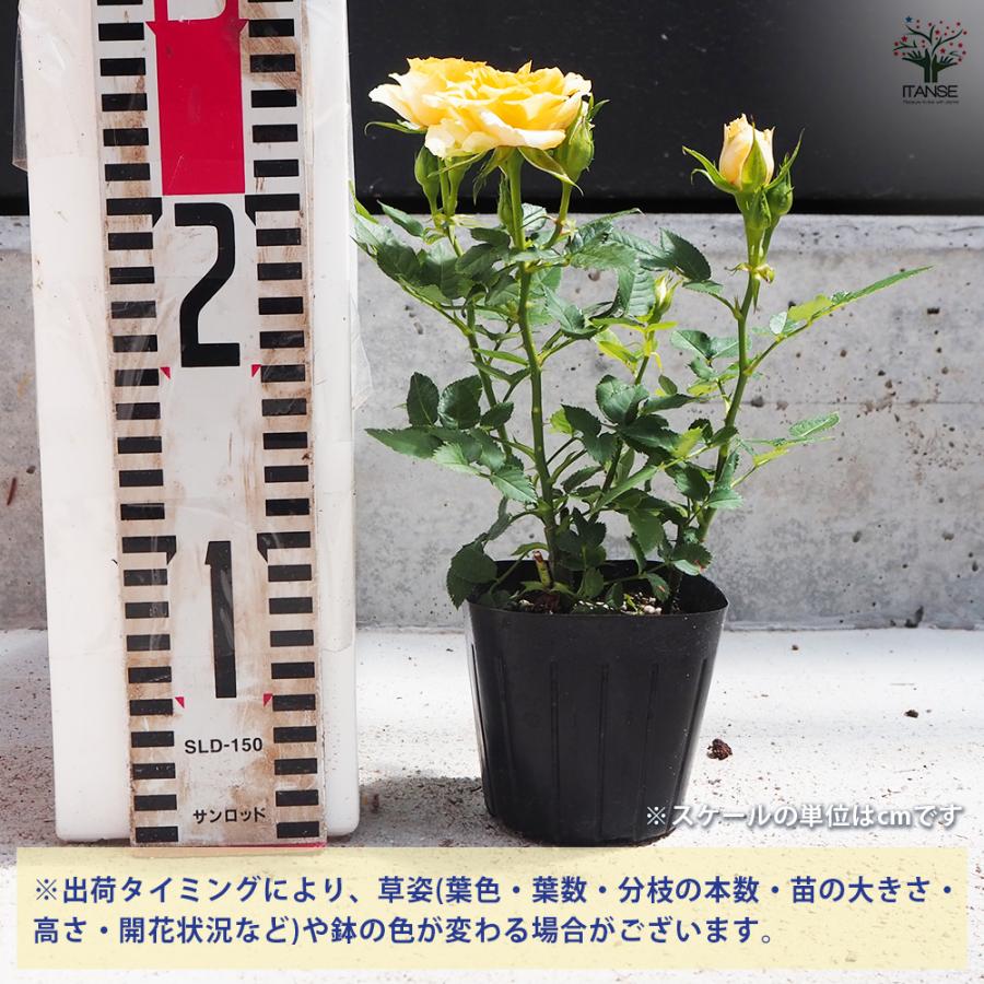 ITANSE ミニ薔薇 ルシンド 花苗 3号ポット/お買い得2個セット バラ苗