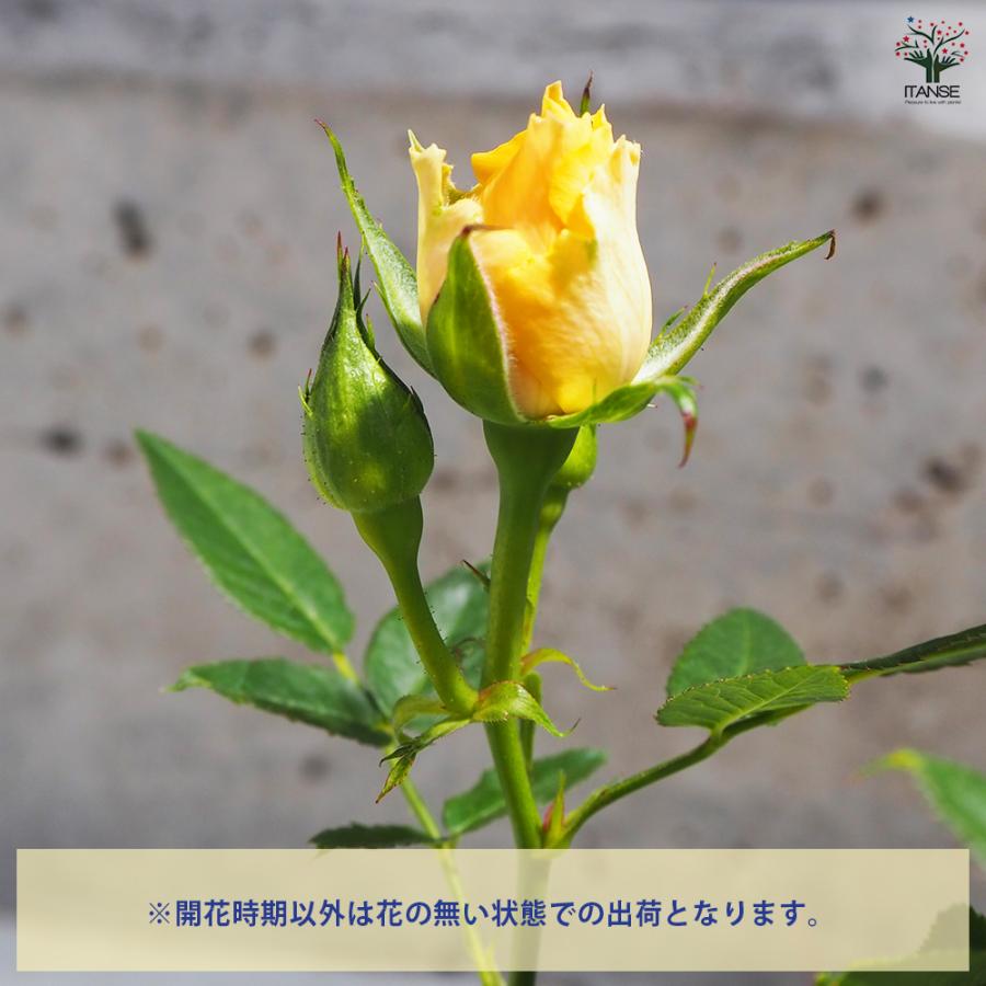 花薔薇のレースの卓上パーテーションミニ3連 花薔薇のレースの卓上パーテーションミニ3連 楽天市場】トレー 薔薇の