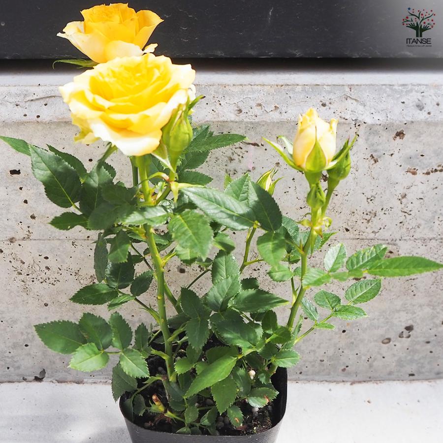 イジンデン バラ売り 08直前!FJ】バラ ケンジントンガーデン!40CM - 花材通販はなどんやアソシエ