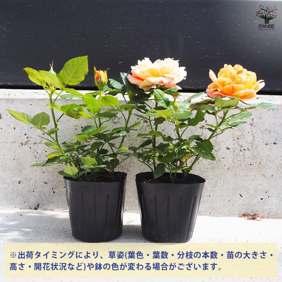 花薔薇のレースの卓上パーテーションミニ3連 花薔薇のレースの卓上パーテーションミニ3連 - メルカリ
