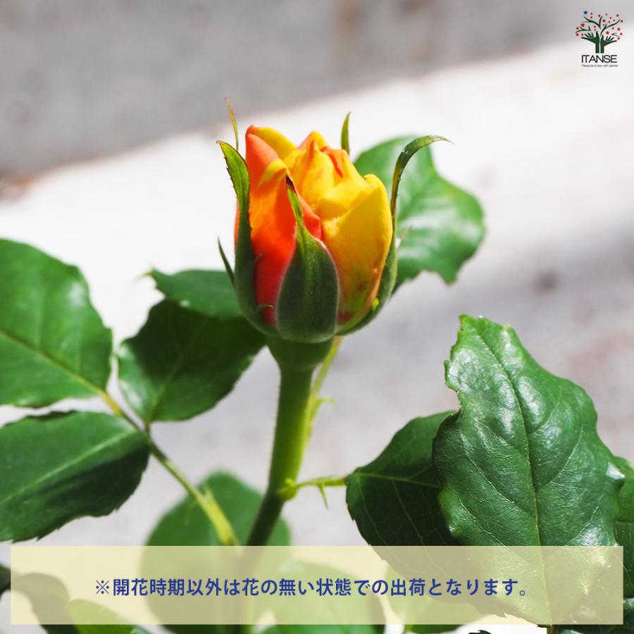 ITANSE ミニ薔薇 サンフォニーアイ 花苗 3号ポット/1個売り バラ苗