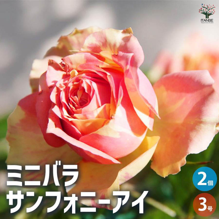 ITANSE ミニ薔薇 サンフォニーアイ 花苗 3号ポット/お買い得2個セット