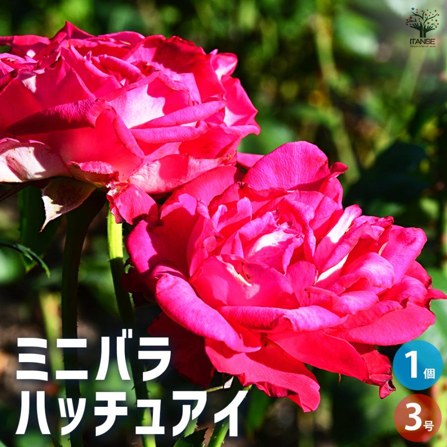 ITANSE ミニ薔薇 ハッチュアイ 花苗 3号ポット/1個売り バラ苗 バラの