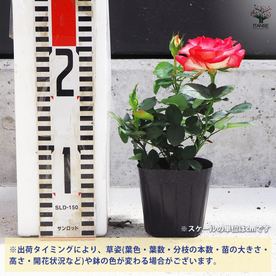 ITANSE ミニ薔薇 ハッチュアイ 花苗 3号ポット/1個売り バラ苗 バラの