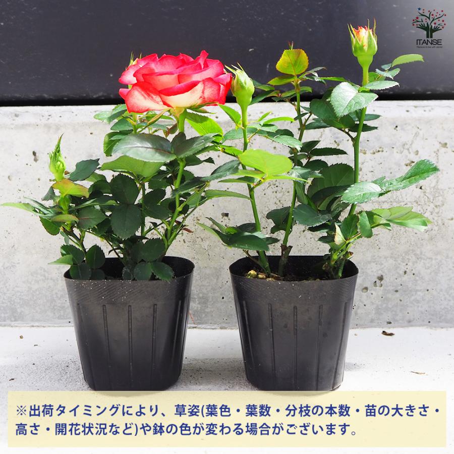 ITANSE ミニ薔薇 ハッチュアイ 花苗 3号ポット/1個売り バラ苗 バラの