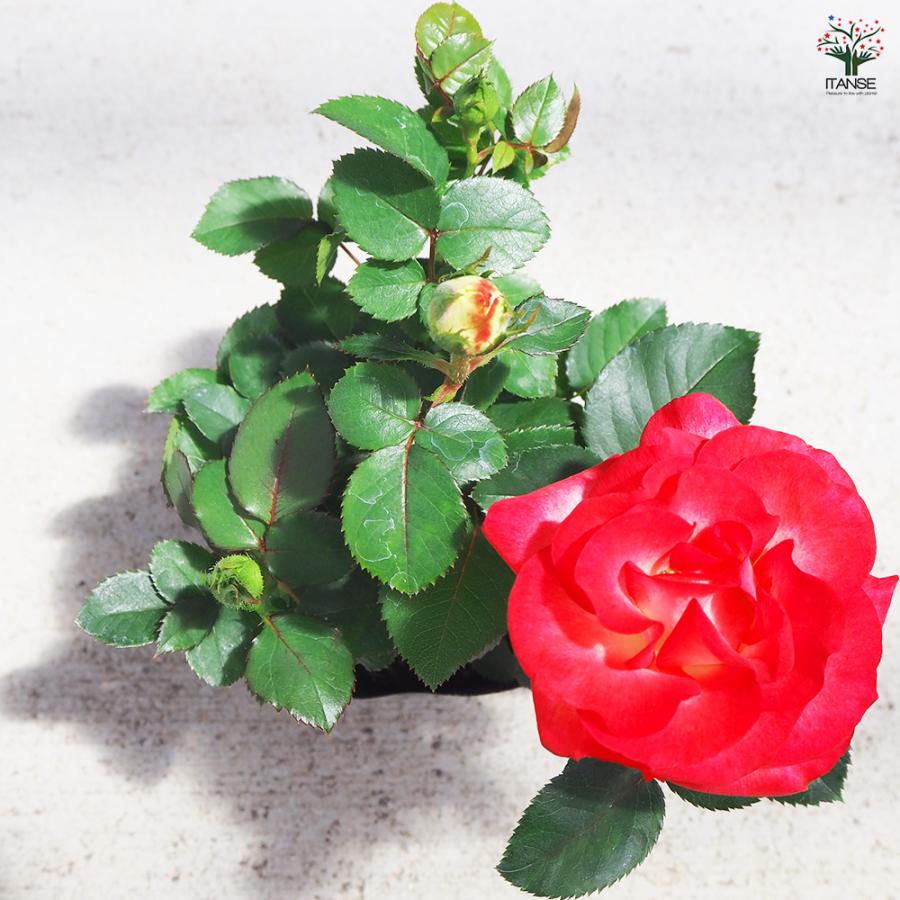 ITANSE ミニ薔薇 ハッチュアイ 花苗 3号ポット/1個売り バラ苗 バラの