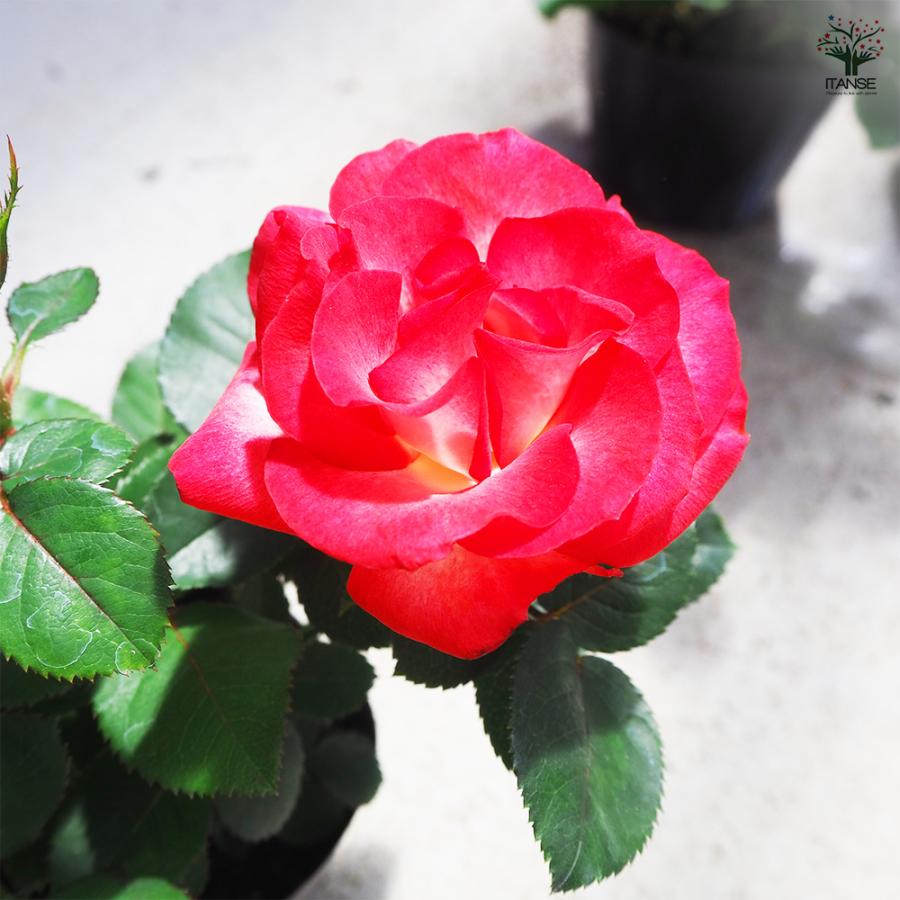 ITANSE ミニ薔薇 ハッチュアイ 花苗 3号ポット/1個売り バラ苗 バラの