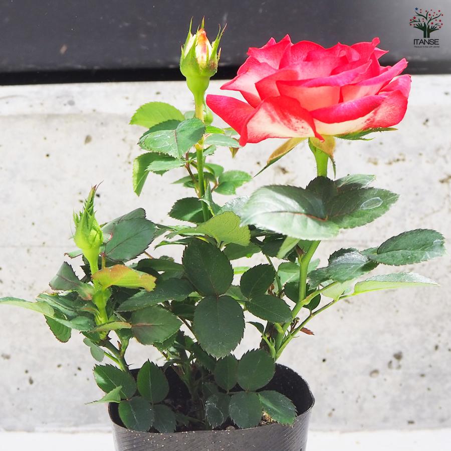 ITANSE ミニ薔薇 ハッチュアイ 花苗 3号ポット/1個売り バラ苗 バラの