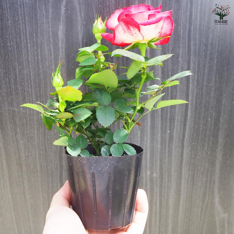 ITANSE ミニ薔薇 ハッチュアイ 花苗 3号ポット/1個売り バラ苗 バラの