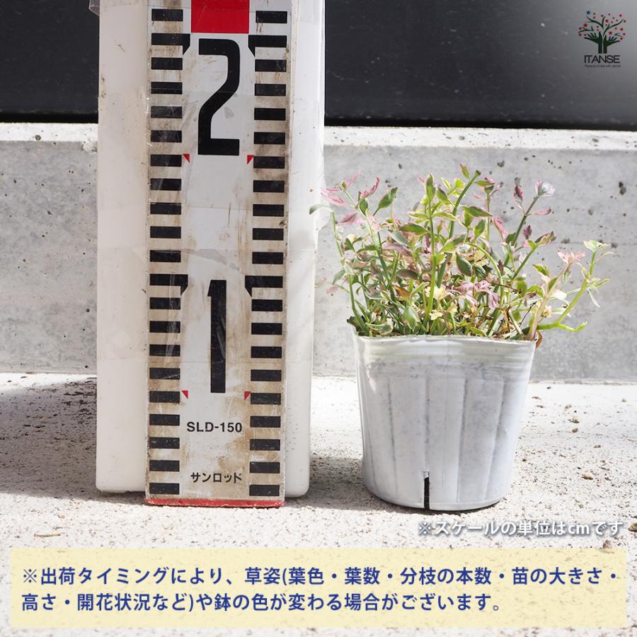 ITANSE セリ フラミンゴ 花苗 3号ポット/お買い得2個セット 花の苗 花