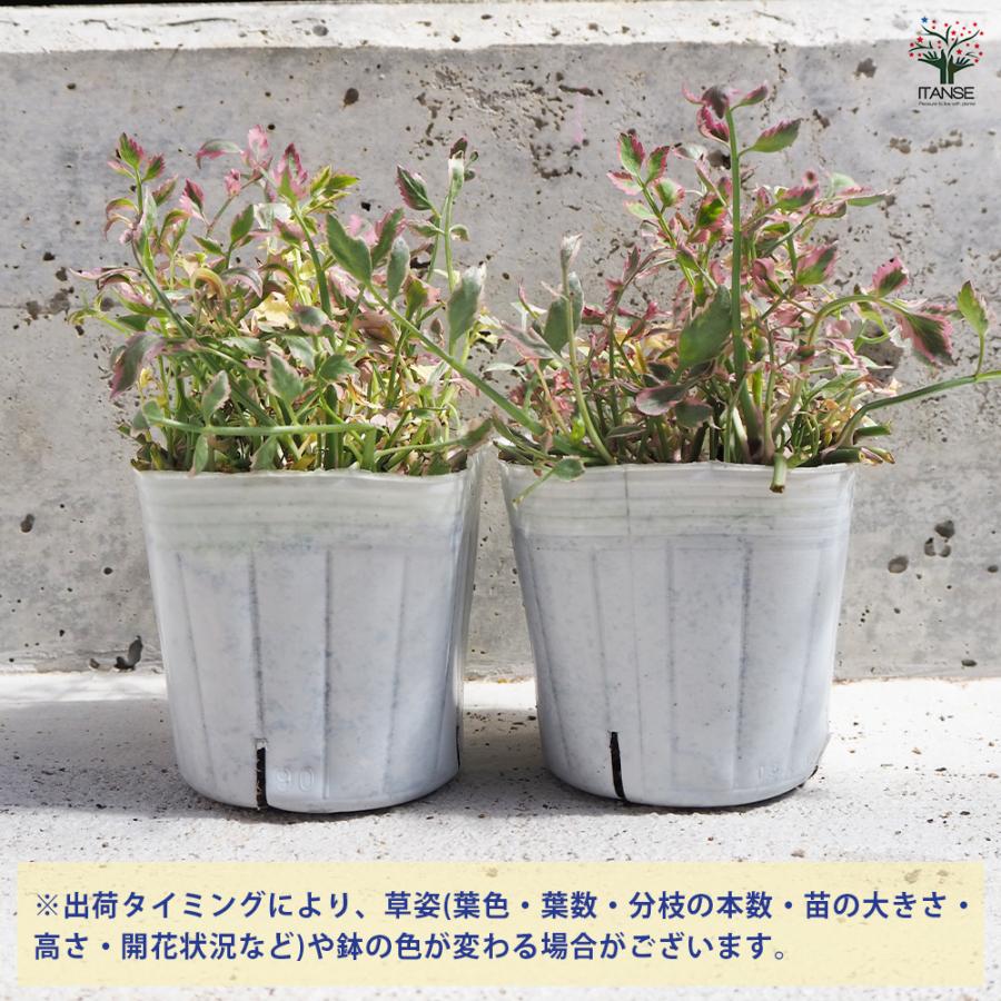 ITANSE セリ フラミンゴ 花苗 3号ポット/お買い得2個セット 花の苗 花