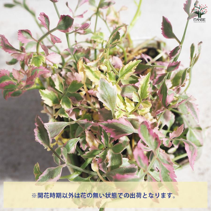 ITANSE セリ フラミンゴ 花苗 3号ポット/お買い得2個セット 花の苗 花