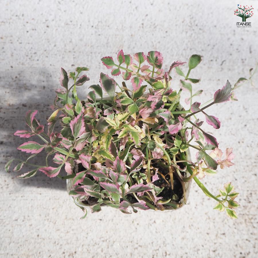 ITANSE セリ フラミンゴ 花苗 3号ポット/お買い得2個セット 花の苗 花