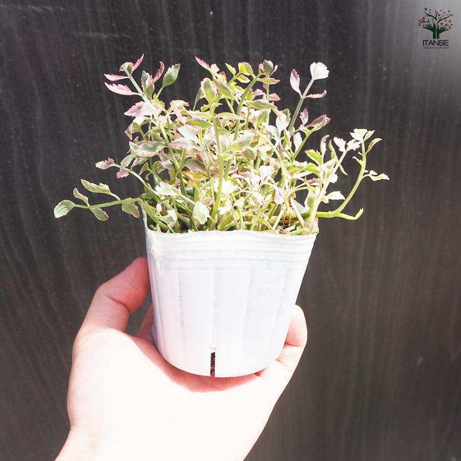 フラミンゴ苗 ITANSE セリ フラミンゴ 花苗 3号ポット/お買い得2個セット 花の苗 花