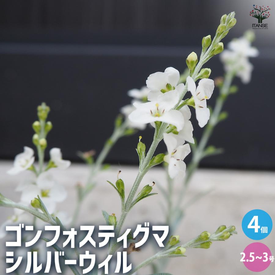 ITANSE ゴンフォスティグマ シルバーウィル 花苗 2.5〜3号ポット ITANSE ゴンフォスティグマ シルバーウィル 花苗 2.5〜3号ポット