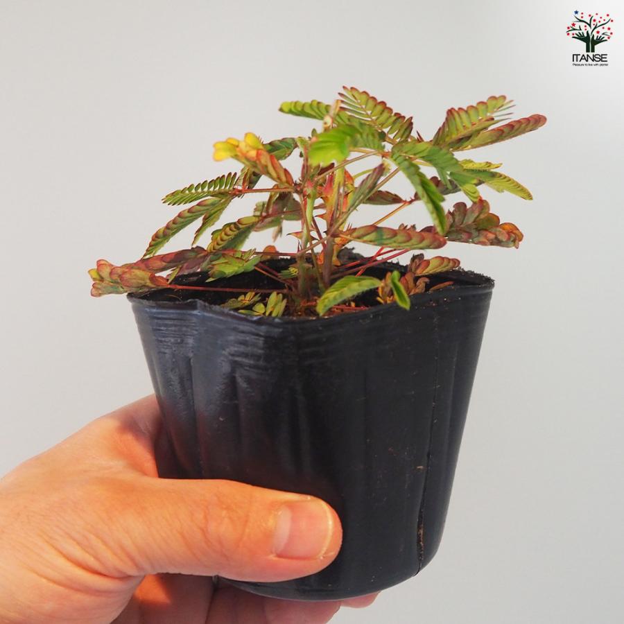 ITANSE おじぎ草 花苗 3号ポット/1個売り 花木の苗 花の苗 オジギソウ 