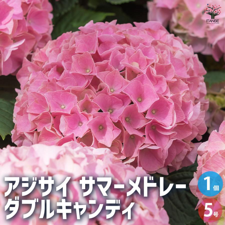 ITANSE アジサイ サマーメドレー ダブルキャンディ 花木苗 5号ポット/1