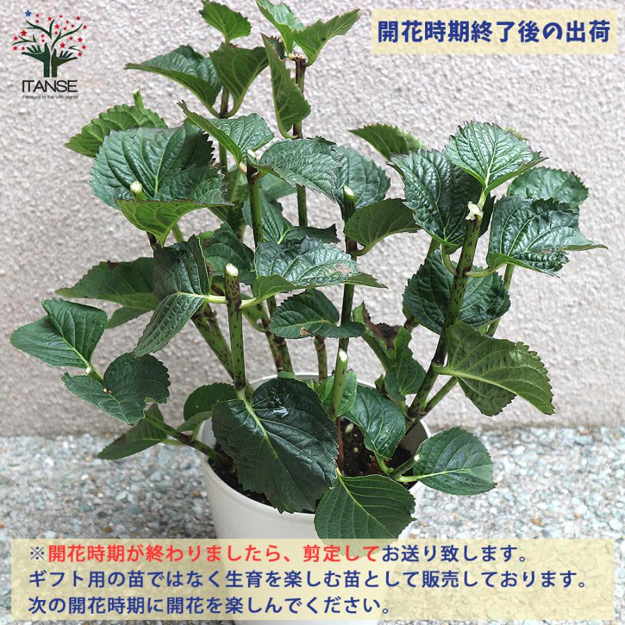 ITANSE アジサイ サマーメドレー ダブルキャンディ 花木苗 5号